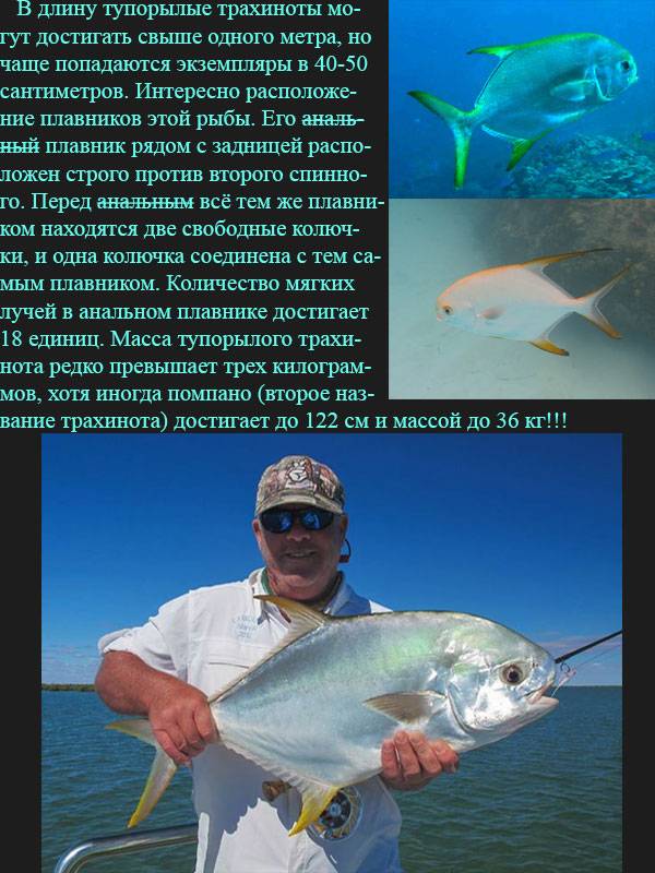 Тупорылый трахинот.