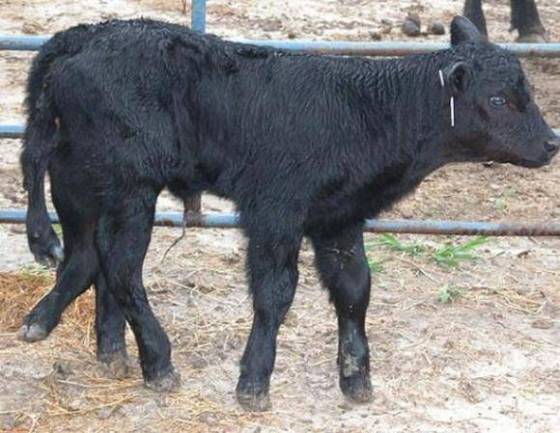 ЖИВОТНЫЙ МИР ЗОНЫ. ЖИВОТНЫЙ МИР ЗОНЫ.