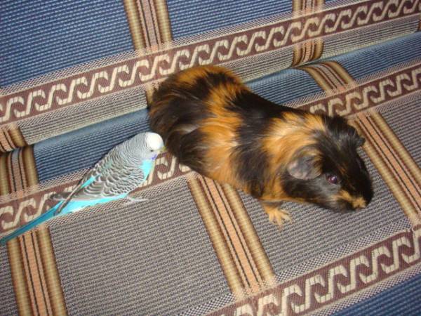 Для разминки выложу пару