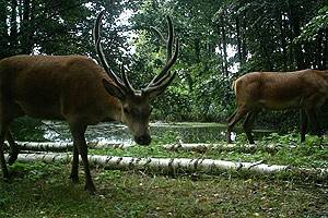 ЖИВОТНЫЙ МИР ЗОНЫ. ЖИВОТНЫЙ МИР ЗОНЫ.