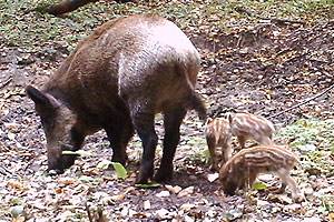 ЖИВОТНЫЙ МИР ЗОНЫ. ЖИВОТНЫЙ МИР ЗОНЫ.