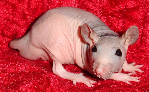 "Крысы и как за ними ухаживать" "Крысы и как за ними ухаживать"