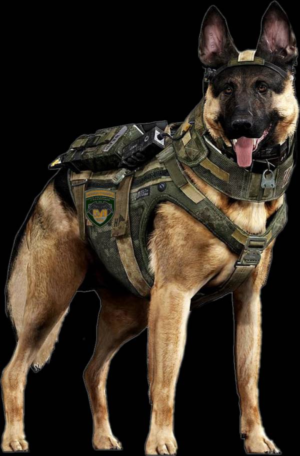 Старшему кинологу КЦ Старшему кинологу КЦ