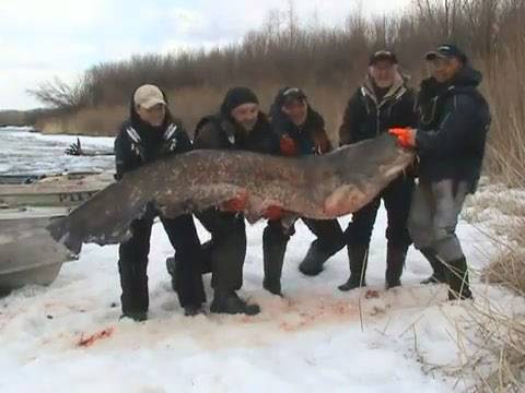 ЖИВОТНЫЙ МИР ЗОНЫ. ЖИВОТНЫЙ МИР ЗОНЫ.