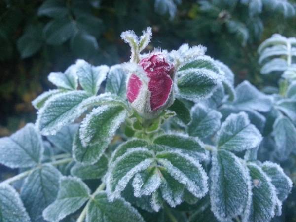 Лучше бы был конкурс своих Лучше бы был конкурс своих