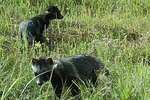 ЖИВОТНЫЙ МИР ЗОНЫ. ЖИВОТНЫЙ МИР ЗОНЫ.