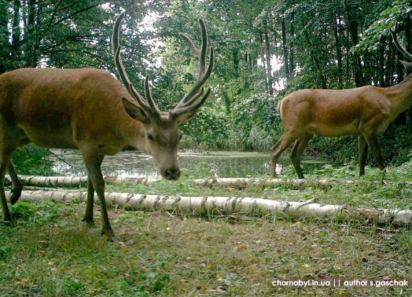 ЖИВОТНЫЙ МИР ЗОНЫ. ЖИВОТНЫЙ МИР ЗОНЫ.