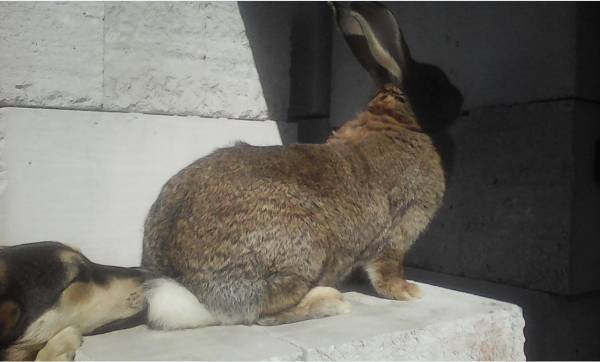 Пёс и крол.Первое