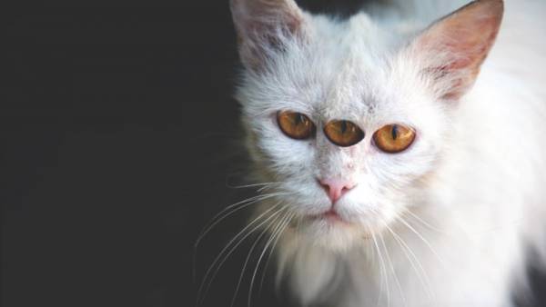 ЖИВОТНЫЙ МИР ЗОНЫ. ЖИВОТНЫЙ МИР ЗОНЫ.