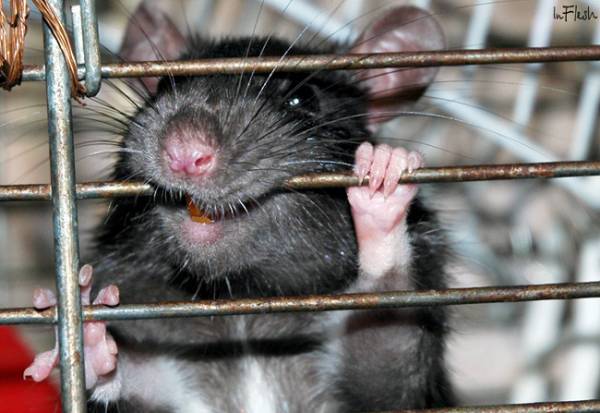 "Крысы и как за ними ухаживать" "Крысы и как за ними ухаживать"