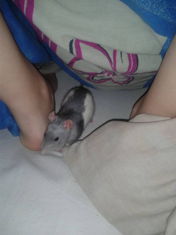 "Крысы и как за ними ухаживать" "Крысы и как за ними ухаживать"