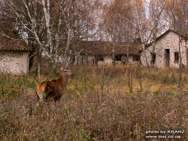 ЖИВОТНЫЙ МИР ЗОНЫ. ЖИВОТНЫЙ МИР ЗОНЫ.