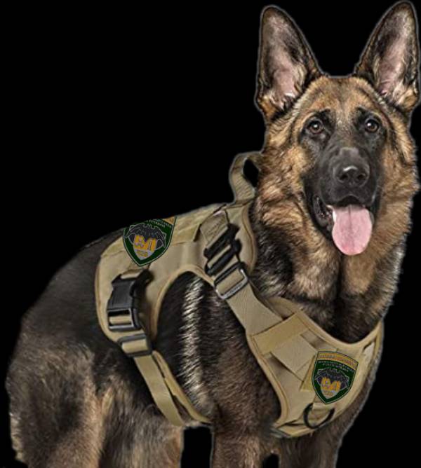 Старшему кинологу КЦ Старшему кинологу КЦ