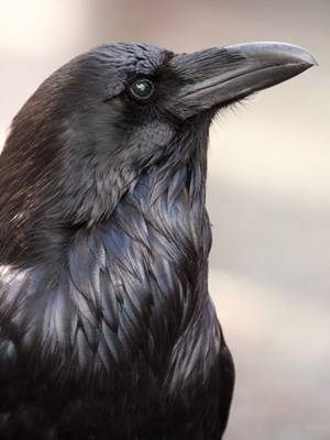 * Дикая территория *
Сиплый * Дикая территория *
Сиплый