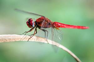 Несколько интересных фактов о животных