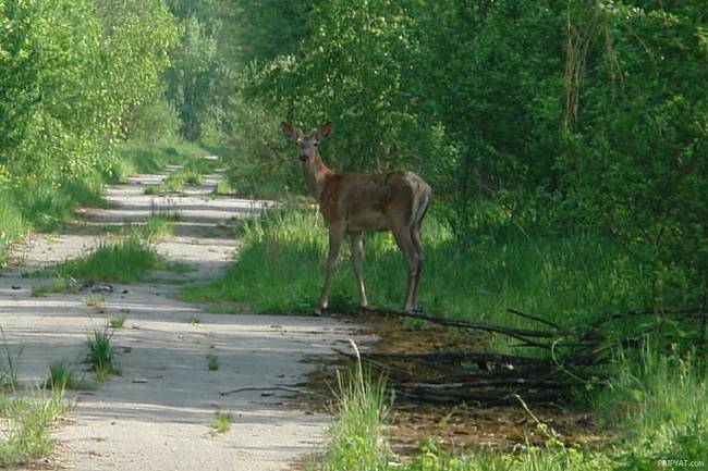 Припять востанавливается