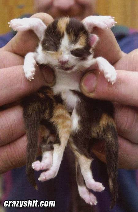 ЖИВОТНЫЙ МИР ЗОНЫ. ЖИВОТНЫЙ МИР ЗОНЫ.