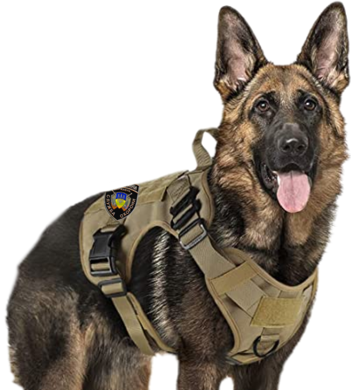 Товарищ Капитошка, задача Товарищ Капитошка, задача