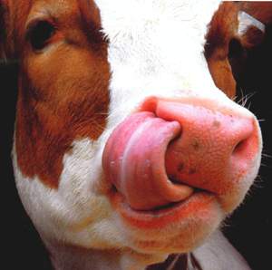 Покажи Феде язык!