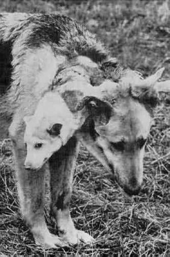 ЖИВОТНЫЙ МИР ЗОНЫ. ЖИВОТНЫЙ МИР ЗОНЫ.