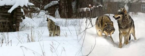 ЖИВОТНЫЙ МИР ЗОНЫ. ЖИВОТНЫЙ МИР ЗОНЫ.