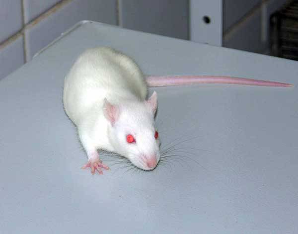 "Крысы и как за ними ухаживать" "Крысы и как за ними ухаживать"