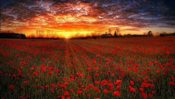 НИИЧАЗ предупреждает

