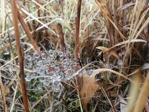 Лучше бы был конкурс своих Лучше бы был конкурс своих