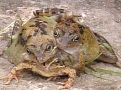 ЖИВОТНЫЙ МИР ЗОНЫ. ЖИВОТНЫЙ МИР ЗОНЫ.