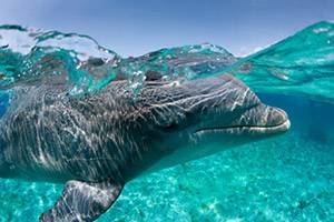 Несколько интересных фактов о животных