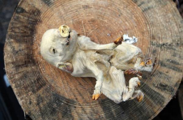 ЖИВОТНЫЙ МИР ЗОНЫ. ЖИВОТНЫЙ МИР ЗОНЫ.