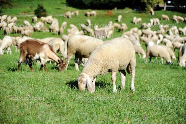 Приснился чудный сон... Приснился чудный сон...