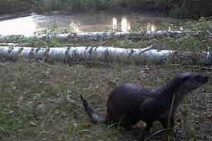 ЖИВОТНЫЙ МИР ЗОНЫ. ЖИВОТНЫЙ МИР ЗОНЫ.