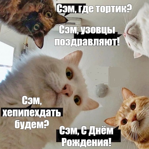 Чубакка, всратые коты и целая толпа эвоки!