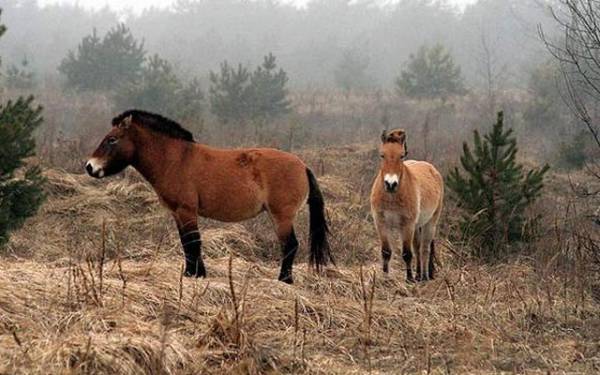 ЖИВОТНЫЙ МИР ЗОНЫ. ЖИВОТНЫЙ МИР ЗОНЫ.