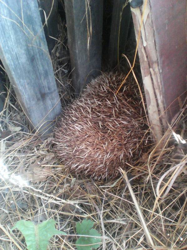 Теперь моя очередь 
Spoiler: