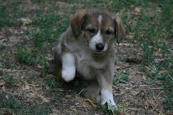 - Вот, зацените щенка, - я - Вот, зацените щенка, - я