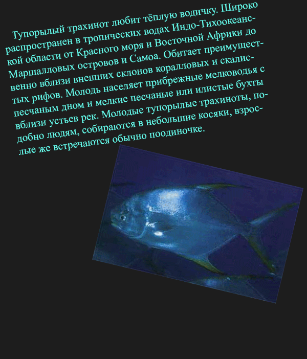 Тупорылый трахинот.