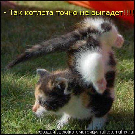 смешные фото кошек