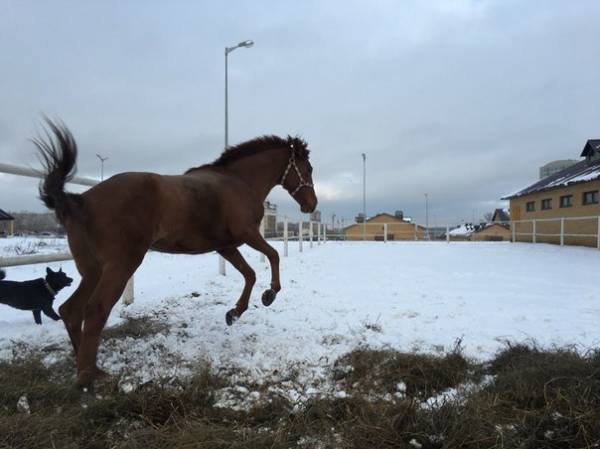 не рассчитываю ни на призы ни
