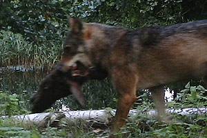 ЖИВОТНЫЙ МИР ЗОНЫ. ЖИВОТНЫЙ МИР ЗОНЫ.