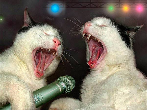 Как на Котейкины именины испекли мы каравай.