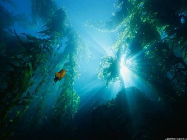 1.Номинация МОРСКИЕ 1.Номинация МОРСКИЕ