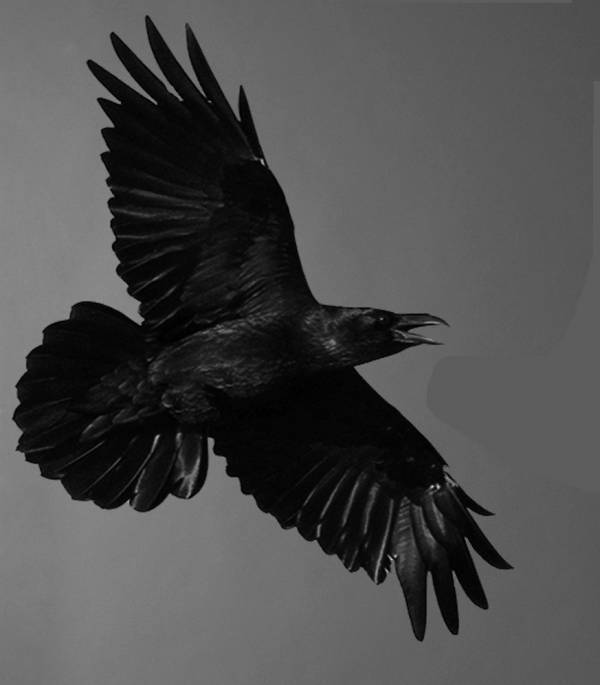 Хоккеист увидел, как на крышу Хоккеист увидел, как на крышу