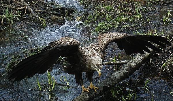 Тайная жизнь дикого мира ЧЗО.