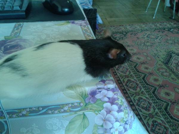 "Крысы и как за ними ухаживать" "Крысы и как за ними ухаживать"