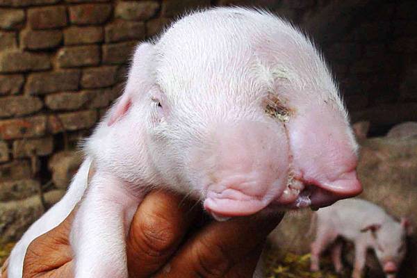 ЖИВОТНЫЙ МИР ЗОНЫ. ЖИВОТНЫЙ МИР ЗОНЫ.