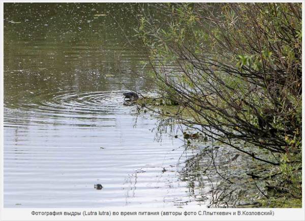 Дикий мир белорусской части зоны отчуждения – фоторепортаж из ПГРЭЗ