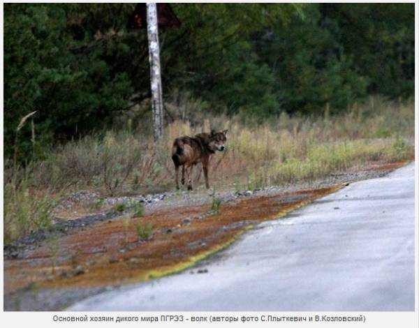 Дикий мир белорусской части зоны отчуждения – фоторепортаж из ПГРЭЗ