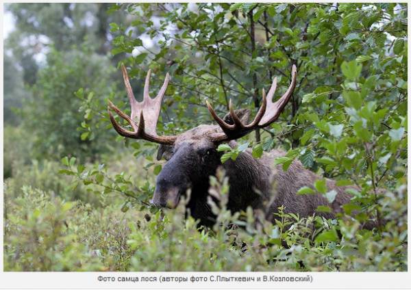 Дикий мир белорусской части зоны отчуждения – фоторепортаж из ПГРЭЗ